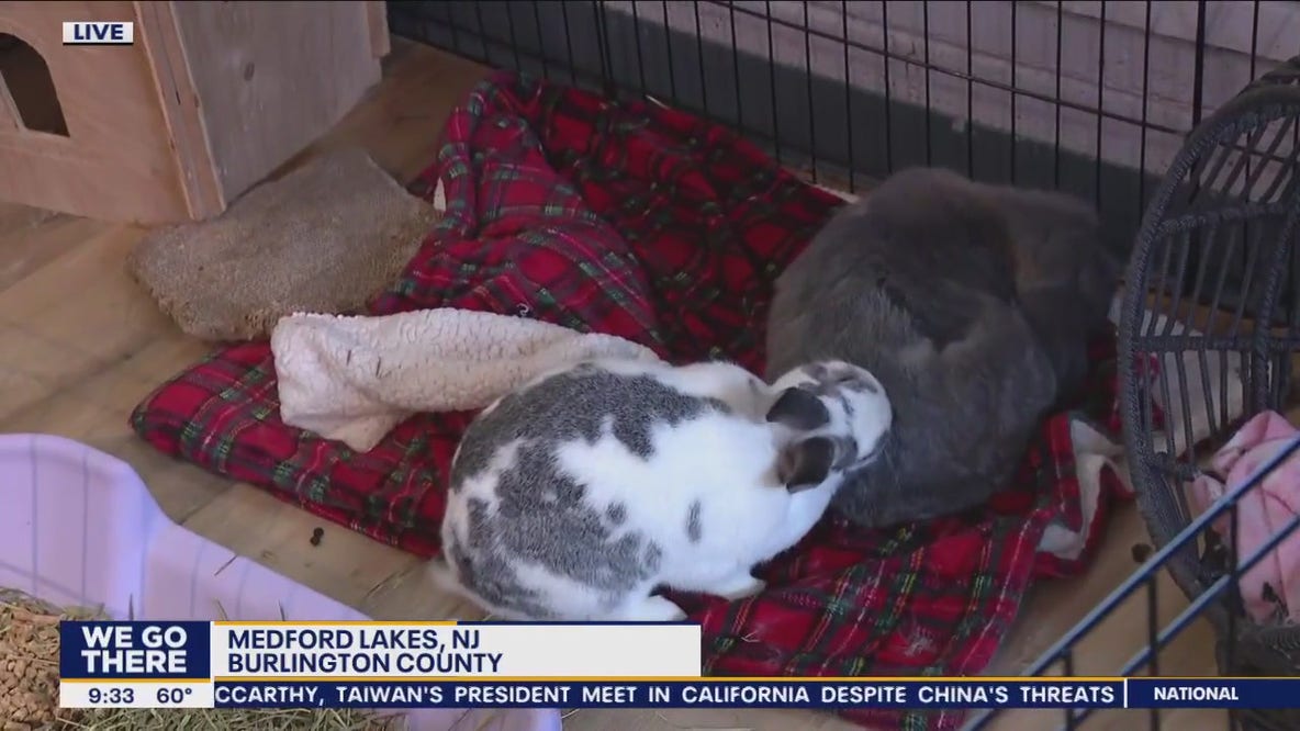 Burlington County woman creates rabbit rescue in garage